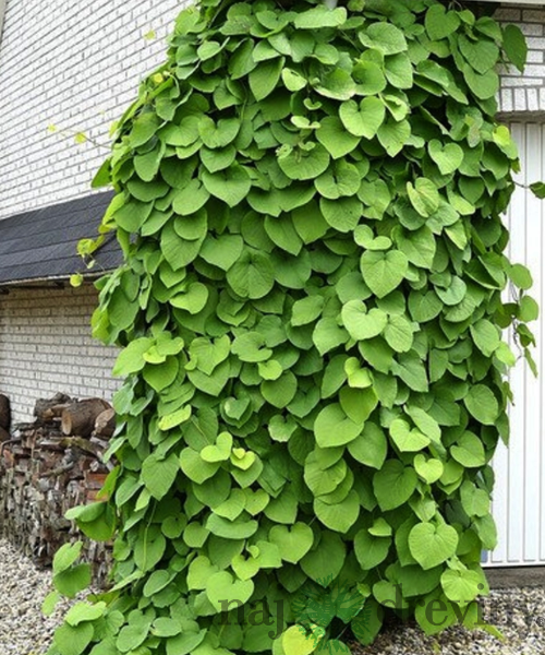 Vlkovec veľkolistý - mrazuvzdorná liana, výška 60/80 cm, v črepníku Aristolochia macrophylla