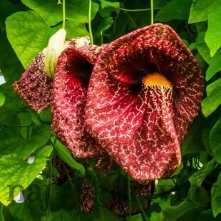 Vlkovec veľkolistý - mrazuvzdorná liana, výška 60/80 cm, v črepníku Aristolochia macrophylla