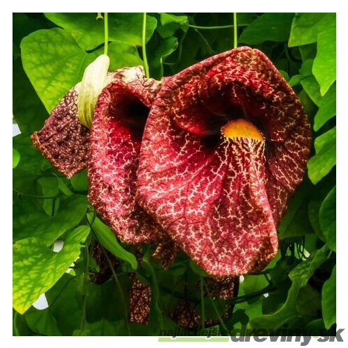 Vlkovec veľkolistý - mrazuvzdorná liana, výška 60/80 cm, v črepníku Aristolochia macrophylla