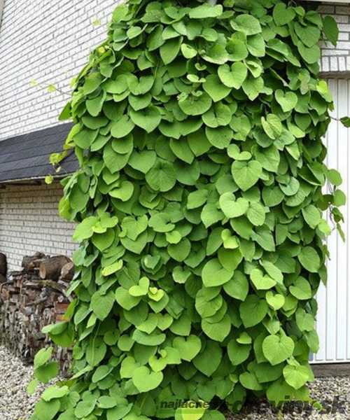 Vlkovec veľkolistý - mrazuvzdorná liana, výška 60/80 cm, v črepníku Aristolochia macrophylla