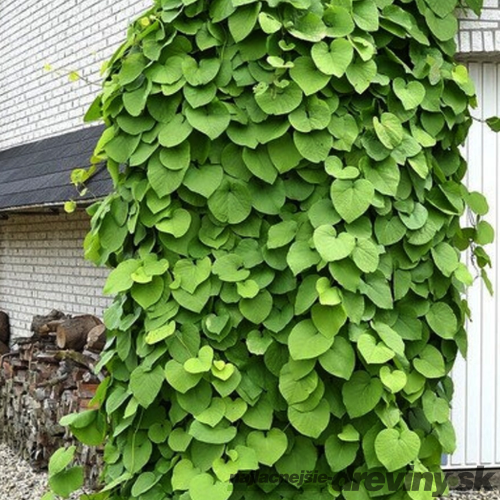 Vlkovec veľkolistý - mrazuvzdorná liana, výška 60/80 cm, v črepníku Aristolochia macrophylla