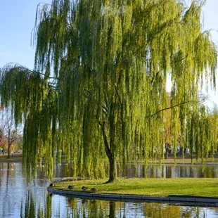 Vŕba babylonská, výška 250/350cm, obvod 8/10 cm, v črepníku 25l Salix babylonica