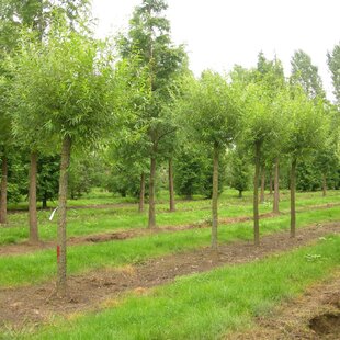 Vŕba biela Charmesina, výška 40/+ cm, v črepníku Salix alba ‘Chermesina‘