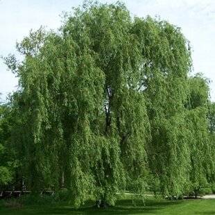 Vŕba biela Tristis, výška 250/+ cm, obvod 10/12 cm, v črepníku Salix Alba Tristis