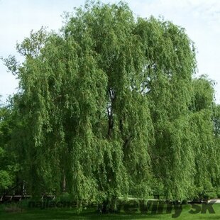 Vŕba biela Tristis, výška 250/+ cm, obvod 10/12 cm, v črepníku Salix Alba Tristis