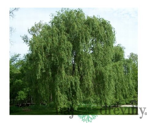 Vŕba biela Tristis, výška 250/+ cm, obvod 10/12 cm, v črepníku Salix Alba Tristis