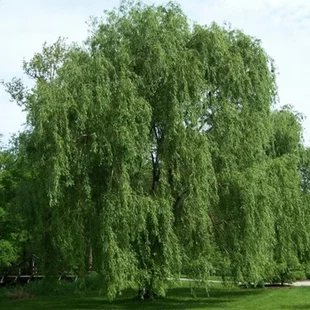 Vŕba biela Tristis, výška 250/+ cm, obvod 10/12 cm, v črepníku Salix Alba Tristis