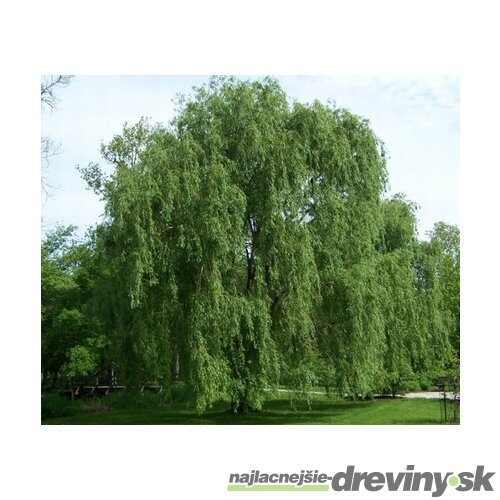 Vŕba biela Tristis, výška 250/+ cm, obvod 10/12 cm, v črepníku Salix Alba Tristis