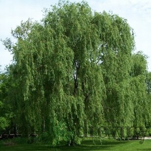 Vŕba biela Tristis, výška 250/+ cm, obvod 10/12 cm, v črepníku Salix Alba Tristis