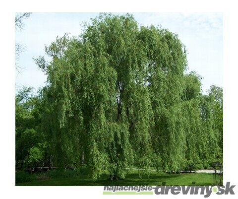 Vŕba biela Tristis, výška 250/+ cm, obvod 10/12 cm, v črepníku Salix Alba Tristis