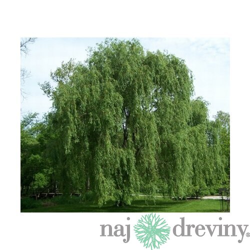 Vŕba biela Tristis, výška 250/+ cm, obvod 10/12 cm, v črepníku Salix Alba Tristis