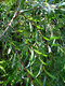 Vŕba purpurová Nana, výška 30/+ cm, v črepníku 2/3l Salix purpurea nana