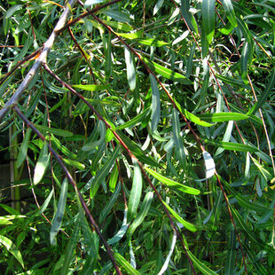Vŕba purpurová Nana, výška 30/+ cm, v črepníku 2/3l Salix purpurea nana