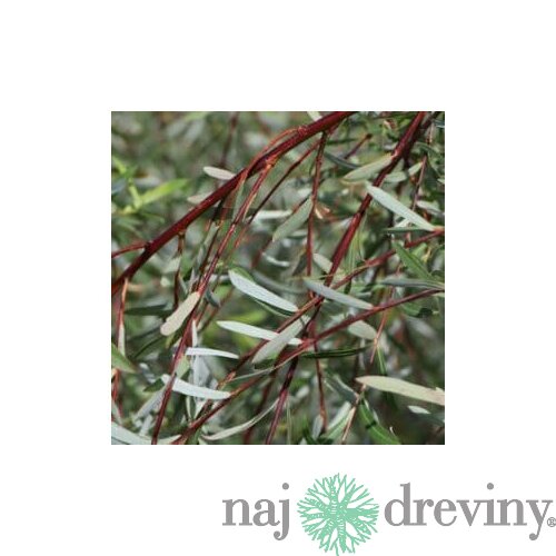 Vŕba purpurová pendula na kmienku 160/180 cm, v črepníku 7,5 l Salix purpurea pendula