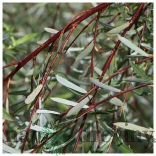 Vŕba purpurová pendula na kmienku 160/180 cm, v črepníku 7,5 l Salix purpurea pendula