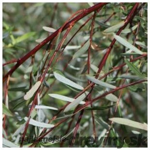 Vŕba purpurová pendula na kmienku 160/180 cm, v črepníku 7,5 l Salix purpurea pendula