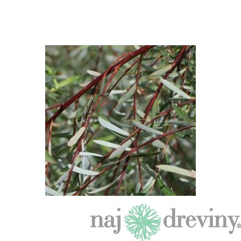Vŕba purpurová pendula na kmienku 160/180 cm, v črepníku 7,5 l Salix purpurea pendula