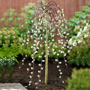 Vŕba rakytová Kilmarnock, na kmienku 125/135cm, v črepníku Salix caprea Kilmarnock