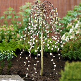 Vŕba rakytová Kilmarnock, na kmienku 125/135cm, v črepníku Salix caprea Kilmarnock