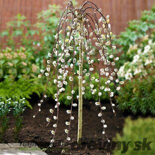 Vŕba rakytová Kilmarnock, na kmienku 140/160 cm, v črepníku 5l Salix caprea Kilmarnock