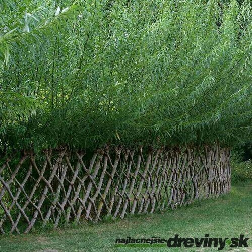 Vŕba štíhlopestíková ´MOUNT ASO´, výška 50/+ cm, v črepníku 4l Salix gracilistyla ´MOUNT ASO´