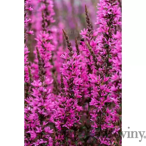 Vrbica Luminara Hot Pink, výška 20/40cm, v črepníku Lythrum ‘Luminara Hot Pink