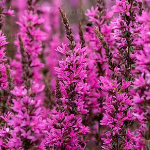 Vrbica Luminara Hot Pink, výška 20/40cm, v črepníku Lythrum ‘Luminara Hot Pink