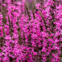Vrbica Luminara Hot Pink, výška 20/40cm, v črepníku Lythrum ‘Luminara Hot Pink