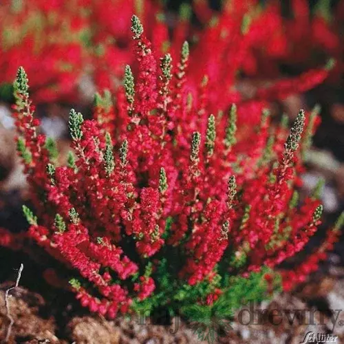Vres Dark Beauty 20/30cm Calluna vulgaris