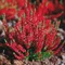 Vres Dark Beauty 20/30cm Calluna vulgaris