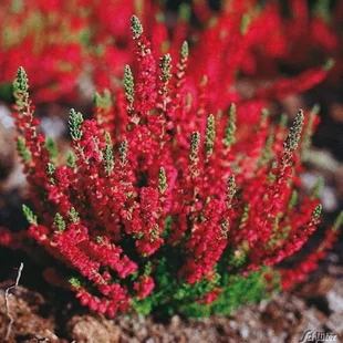 Vres Dark Beauty 20/30cm Calluna vulgaris
