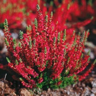 Vres Dark Beauty 20/30cm Calluna vulgaris