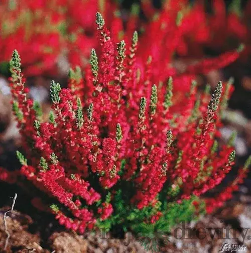 Vres Dark Beauty 20/30cm Calluna vulgaris