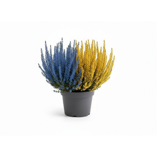 Vres Duo Alabaster 20/30 cm, v črepníku Calluna vulgaris