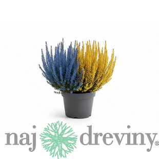 Vres Duo Alabaster 20/30 cm, v črepníku Calluna vulgaris