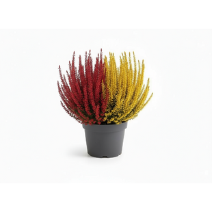 Vres Duo Red baron 20/30 cm, v črepníku Calluna vulgaris