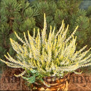Vresovec Sandy 15/20 cm, v črepníku Calluna vulgaris