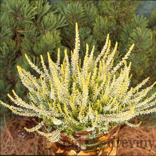 Vresovec Sandy 15/20 cm, v črepníku Calluna vulgaris