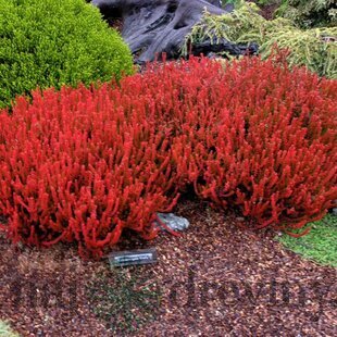 Vresovec Wickwar flame 10/15 cm, v črepníku Calluna vulgaris