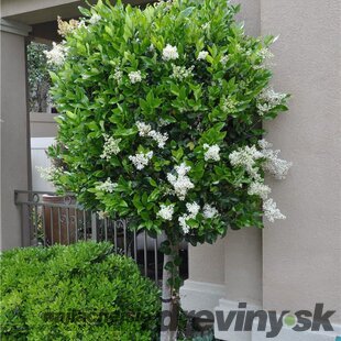 Vtáčí zob japonský stromčekový neopadavý, kmienok 6/8 cm, výška 180/200 cm, (NEOPADAVÝ STORM) Ligustrum japonicum