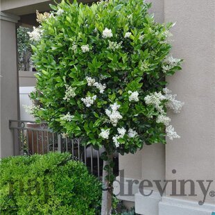 Vtáčí zob japonský stromčekový neopadavý, kmienok 6/8 cm, výška 180/200 cm, (NEOPADAVÝ STORM) Ligustrum japonicum