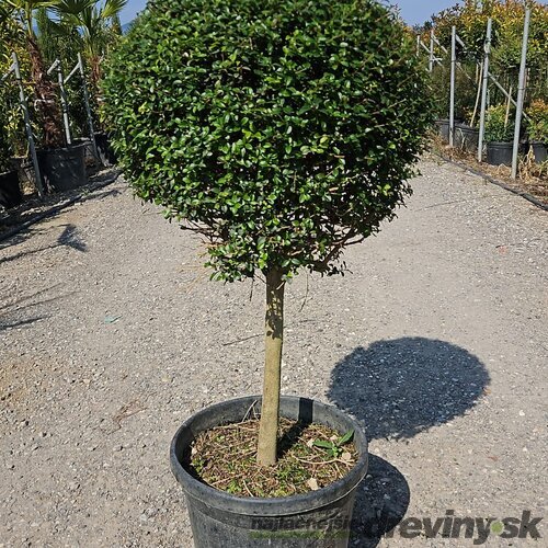 Vtáči zob neopadavý Jonandrum guĺa 50 cm na kmienku 110/130 v črepníku 18l Ligustrum Jonandrum