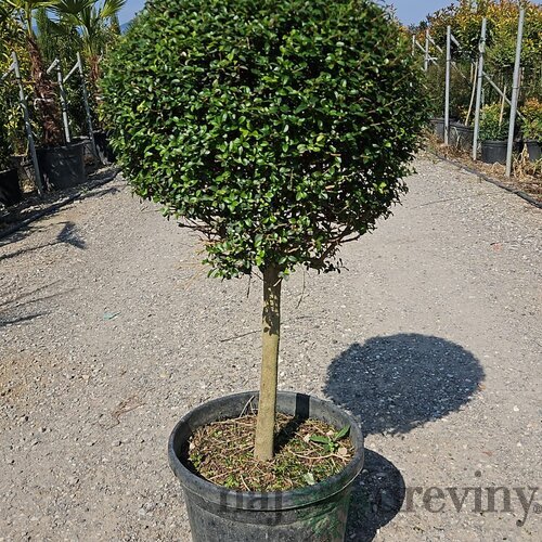 Vtáči zob neopadavý Jonandrum guĺa 50 cm na kmienku 110/130 v črepníku 18l Ligustrum Jonandrum
