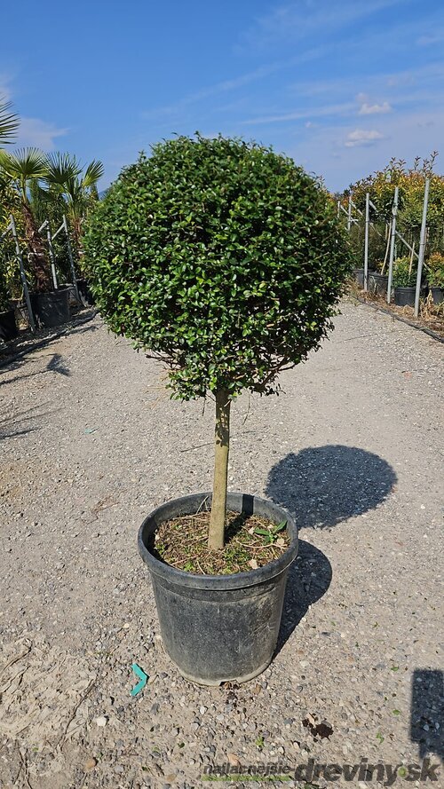 Vtáči zob neopadavý Jonandrum guĺa 50 cm na kmienku 110/130 v črepníku 18l Ligustrum Jonandrum