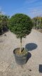 Vtáči zob neopadavý Jonandrum guĺa 50 cm na kmienku 110/130 v črepníku 18l Ligustrum Jonandrum