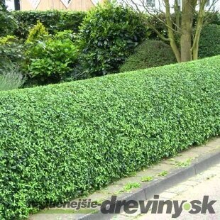 Vtáčí zob vajicolistý (neopadavý), výška 25/35 cm, v črepníku Ligustrum ovalifolium