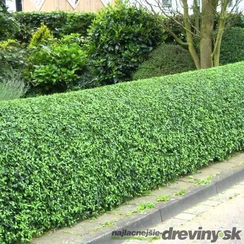 Vtáčí zob vajicolistý (neopadavý), výška 25/35 cm, v črepníku Ligustrum ovalifolium