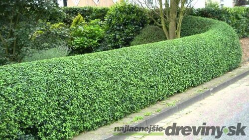 Vtáčí zob vajicolistý (neopadavý), výška 30/50 cm, v črepníku Ligustrum ovalifolium