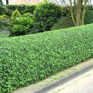 Vtáčí zob vajicolistý (neopadavý), výška 30/50 cm, v črepníku Ligustrum ovalifolium