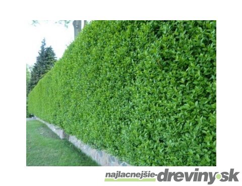 Vtáčí zob, výška 100/120 cm, v črepníku Ligustrum vulgare
